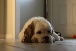 IMG_5183 IMG_5183
