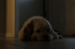 IMG_5184 IMG_5184