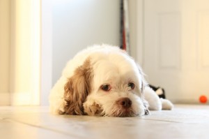 IMG_5185 IMG_5185